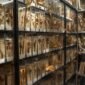 Cara membuat herbarium disertai 11 tahapannya