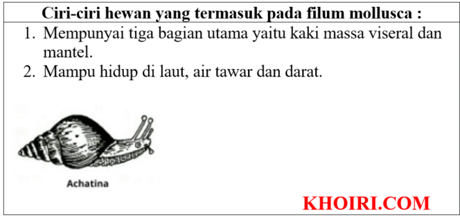 
Sebutkan 5 ciri-ciri hewan yang termasuk filum mollusca?