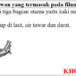 Sebutkan 5 ciri-ciri hewan yang termasuk filum mollusca?
