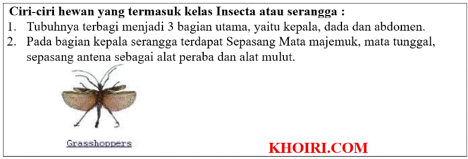 
Sebutkan 8 ciri-ciri hewan yang termasuk dalam kelas serangga atau insecta?