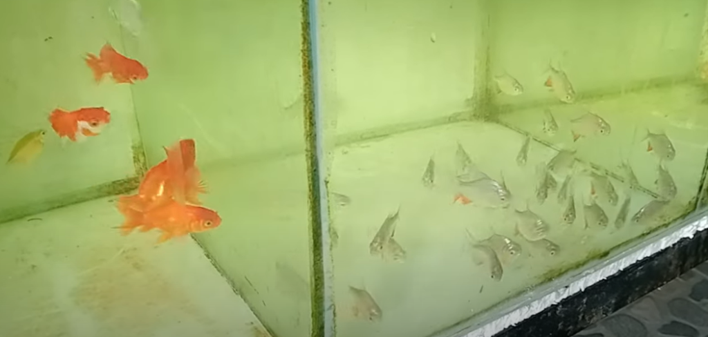 Membeli Ikan Hias di Kelurahan Kemasan Kediri