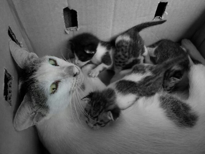 
Cara Memelihara Kucing Betina yang Sedang Hamil