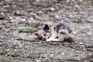 what to do with stray kitten