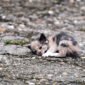 what to do with stray kitten