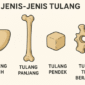 jenis jenis tulang manusia