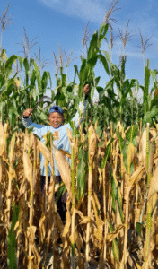 pemangkasan pucuk tanaman jagung