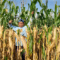 pemangkasan pucuk tanaman jagung