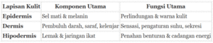 Fungsi bagian-bagian kulit manusia dan penjelasannya