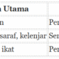 Fungsi bagian-bagian kulit manusia dan penjelasannya