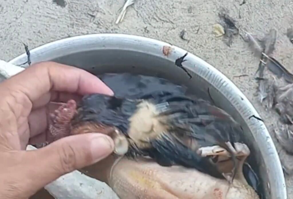 Cara mencabuti bulu ayam kampung dengan air hangat